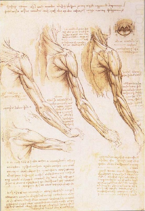 LEONARDO da Vinci The muscles of arm, shoulder and neck